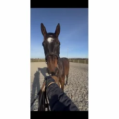 filet dyon taille cheval