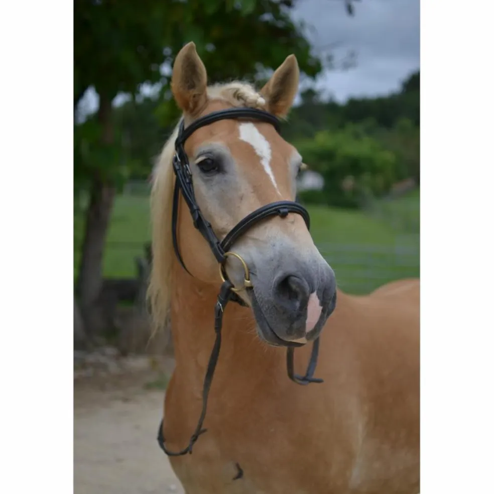 Filet Dy'on Taille cheval