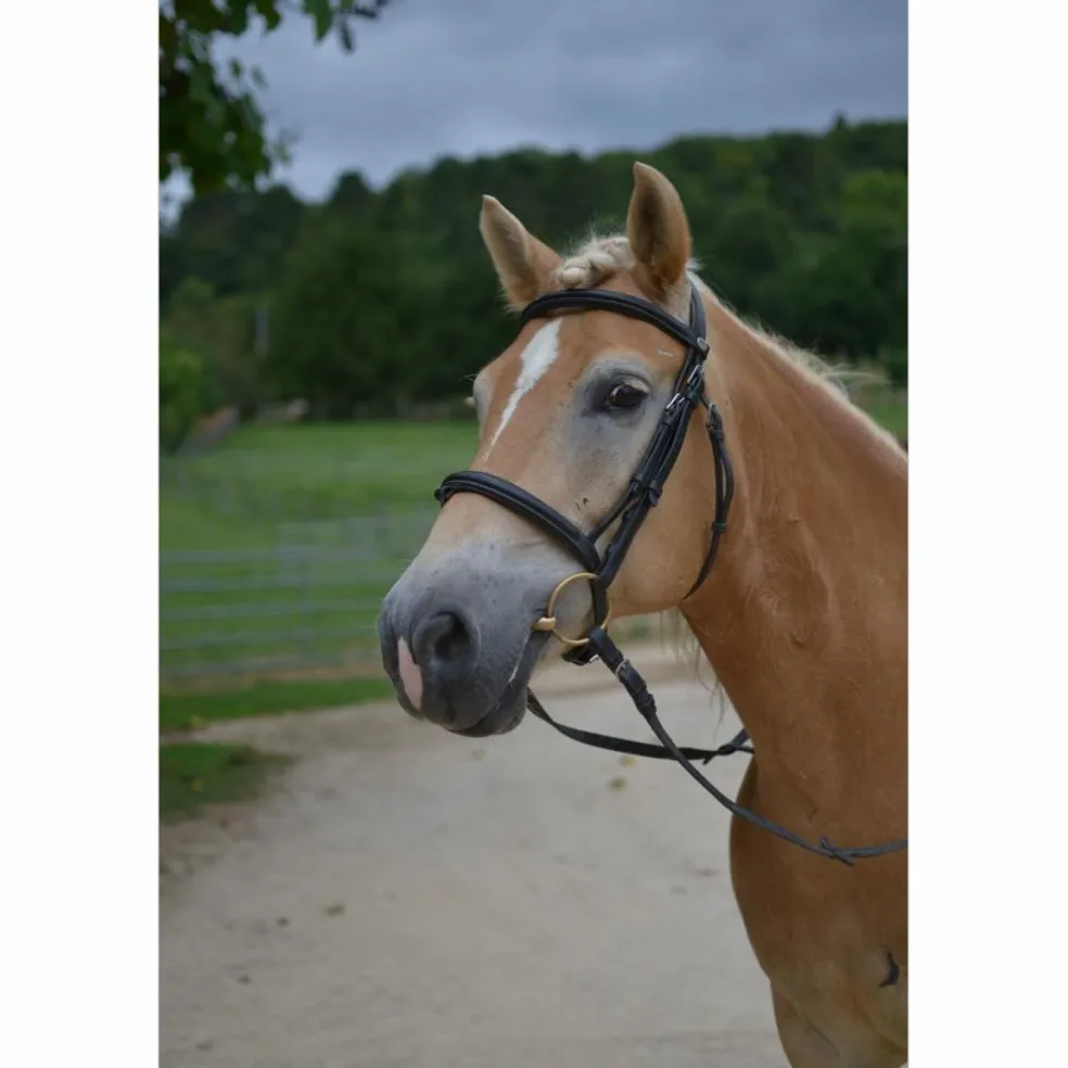 Filet Dy'on Taille cheval