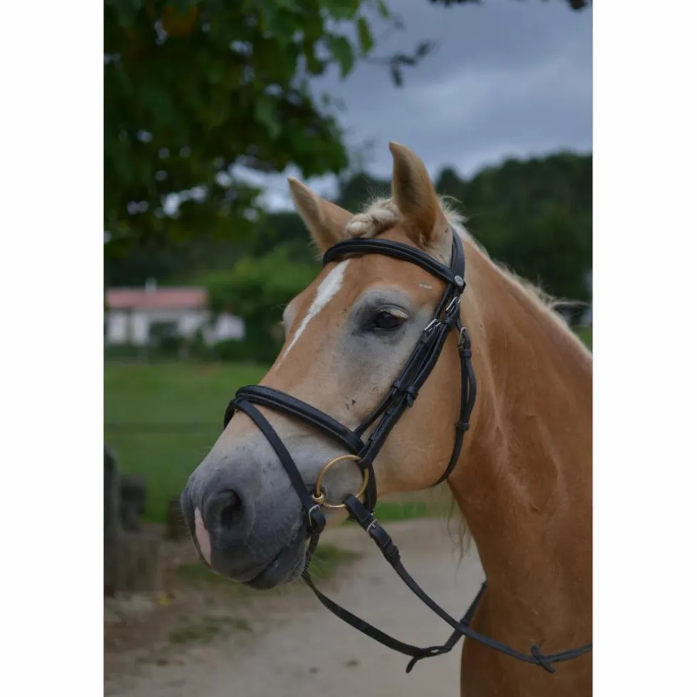 Filet Dy'on Taille cheval