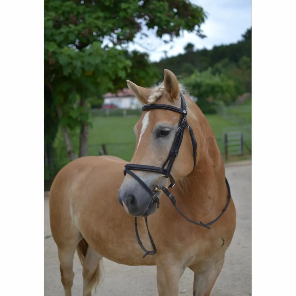 Filet Dy'on Taille cheval