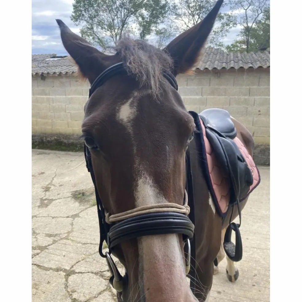 Filet Eric Thomas Work COB