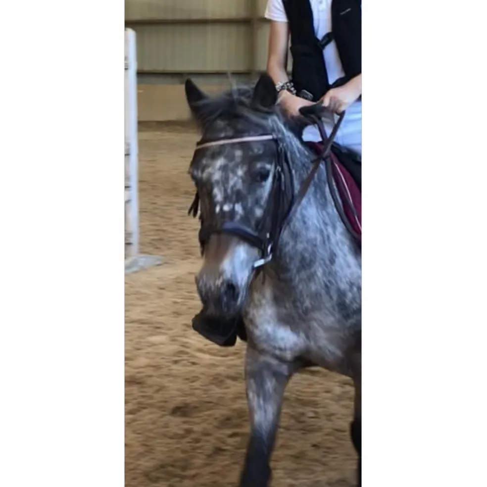 Filet Norton cob