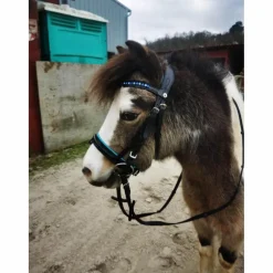 filet shetland