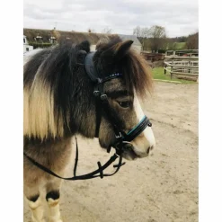 filet shetland