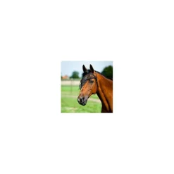 frange anti mouche noir cheval