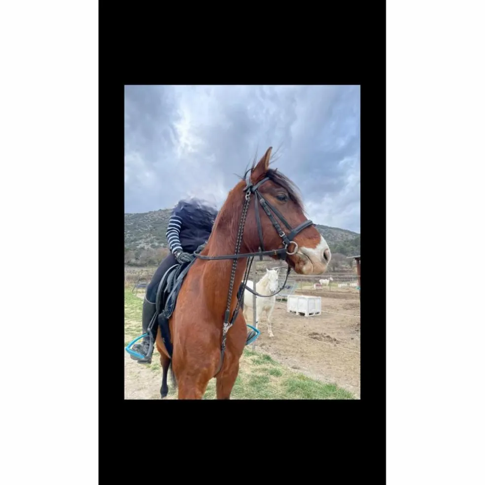 Gogue noir taille cheval