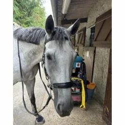 Hackamore Dyon