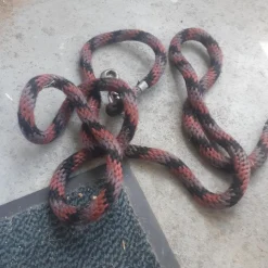Licol + longe Fouganza
