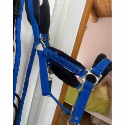Licol Bleu