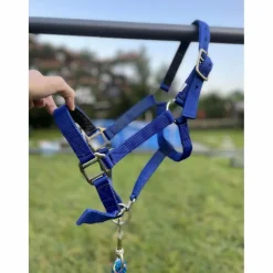 Licol bleu