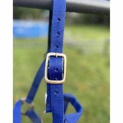 Licol bleu