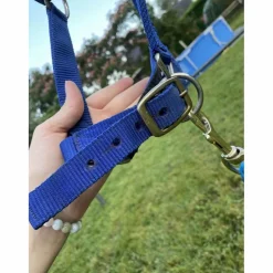 Licol bleu