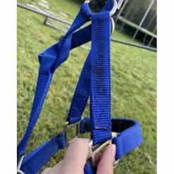 Licol bleu