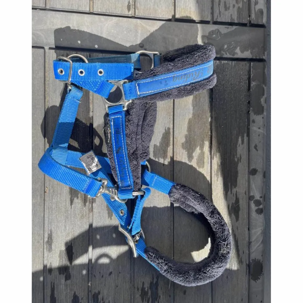 Licol bleu électrique