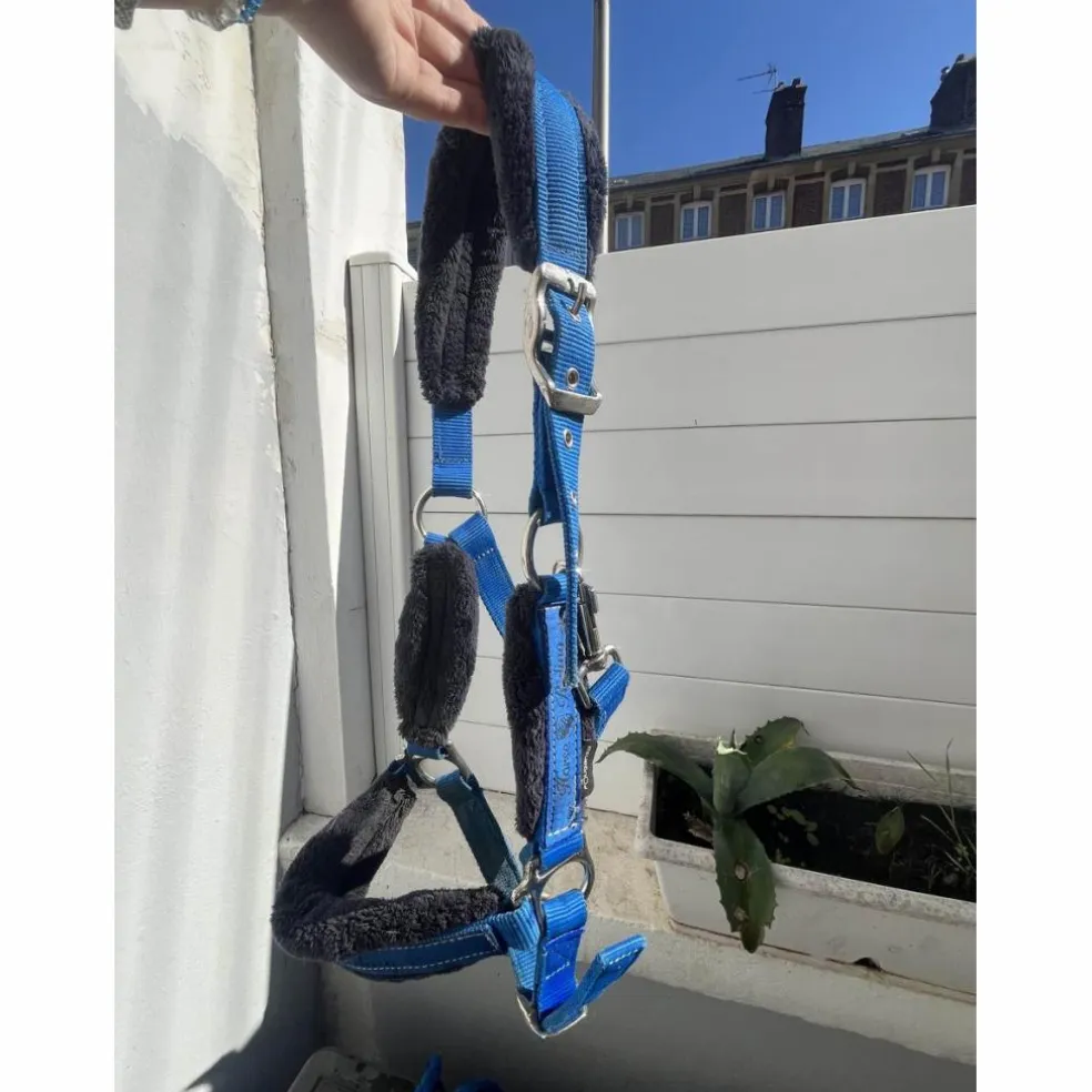 Licol bleu électrique
