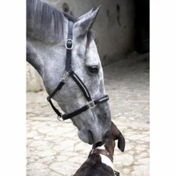 licol en cuir cheval