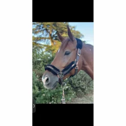 licol Equestrian Stockholm