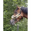 Licol Kentucky