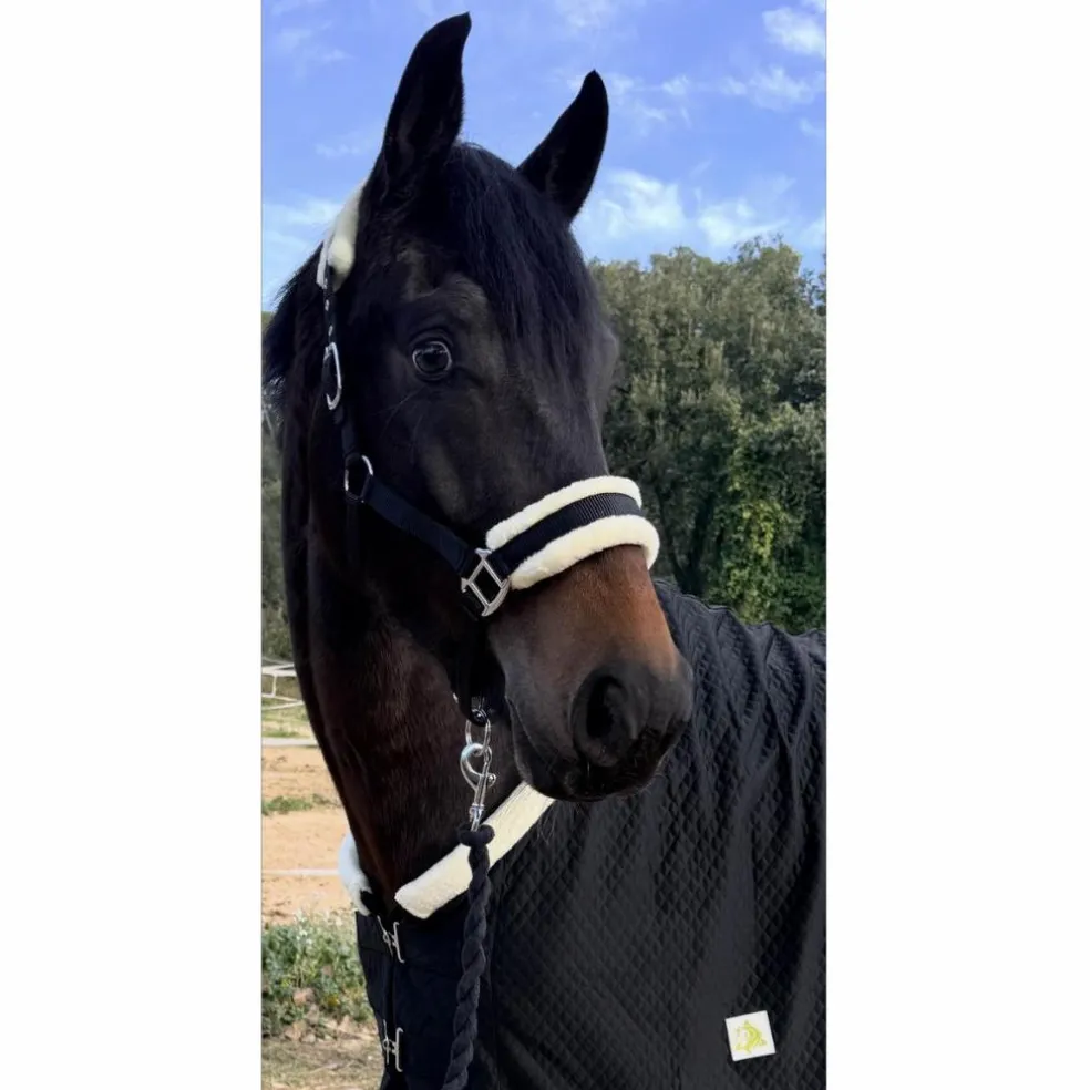 Licol Mouton "Black Edition" | Protection Anti-Frottements & Inox 🖤