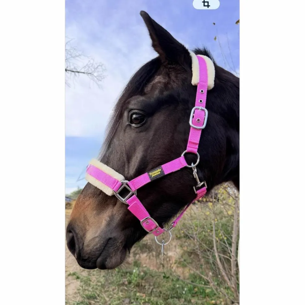 Licol Mouton Rose Fushia | Ultra-Doux & Bouclerie Inox 💖