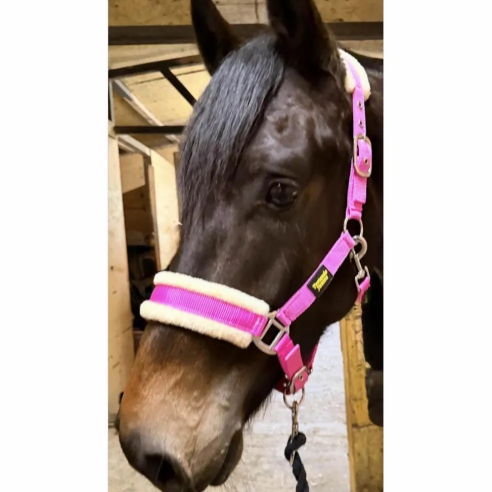 Licol Mouton Rose Fushia | Ultra-Doux & Bouclerie Inox 💖