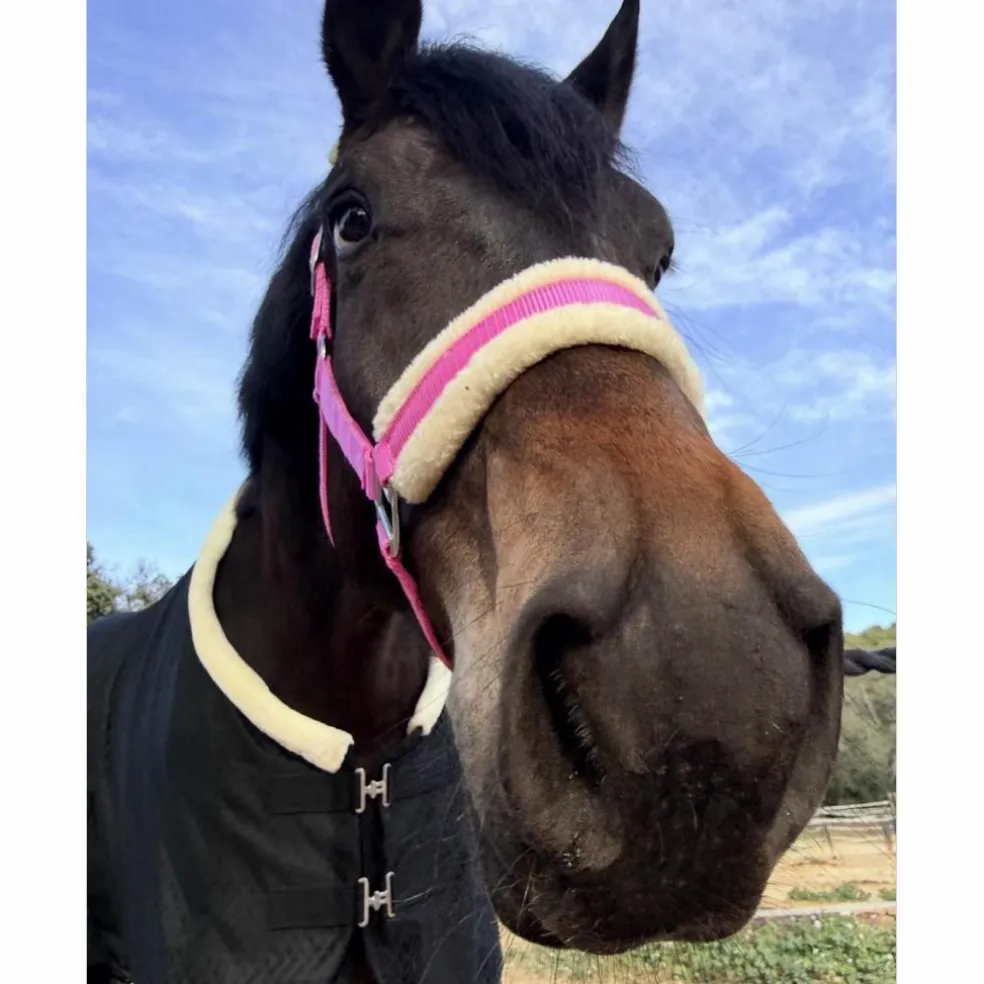 Licol Mouton Rose Fushia | Ultra-Doux & Bouclerie Inox 💖