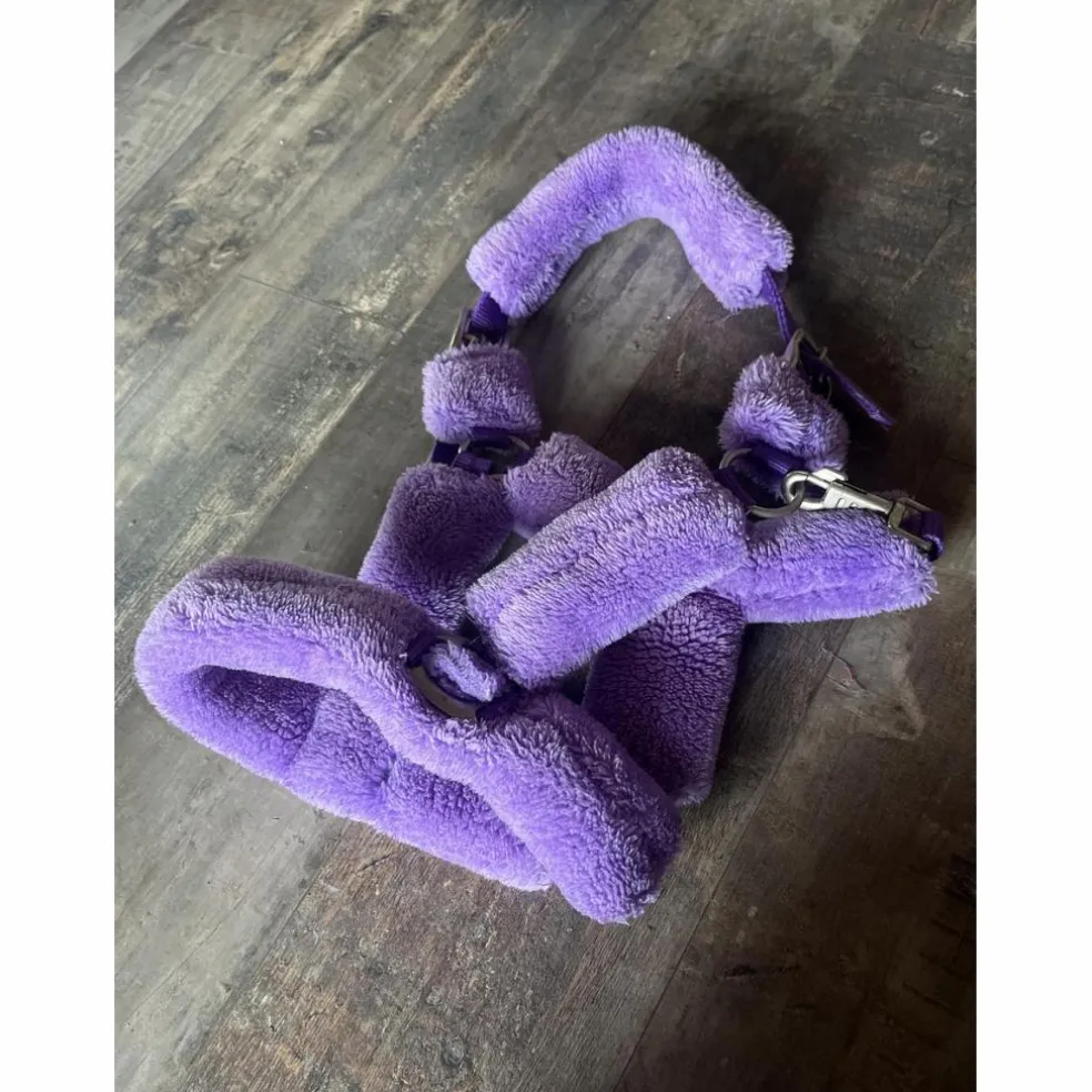 Licol mouton violet