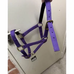 Licol Norton violet