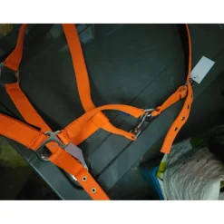 Licol orange