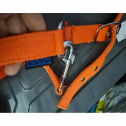 Licol orange