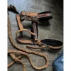 licol orange mouton