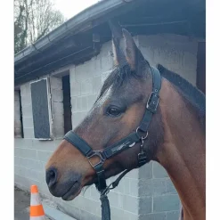 licol poney noir