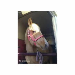 Licol poney/poulain