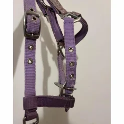 licol poulain-shetland mauve à paillettes