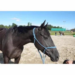 Licol éthologique taille cheval