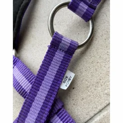 Licol Violet