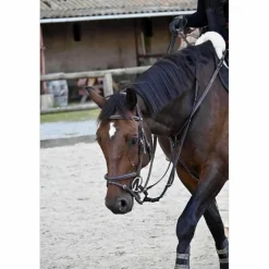 Martingale / collier de chasse