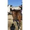 Martingale childeric