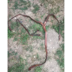 Martingale et collier de chasse Éric Thomas