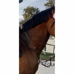 Martingale Pénélope