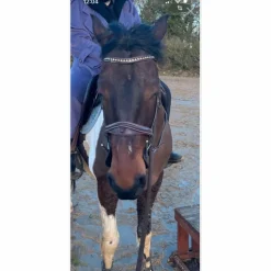 Muserolle HALF MOON Silver Crown