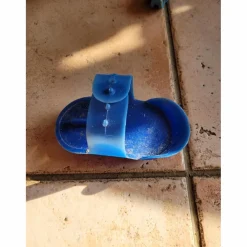 petite étrille bleue