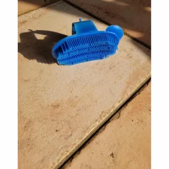 petite étrille bleue