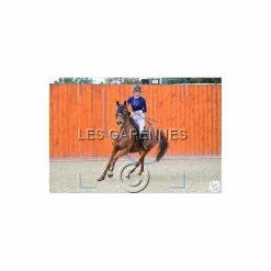 Polo de concours Animo