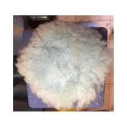 Rond de muserolle bleu ciel