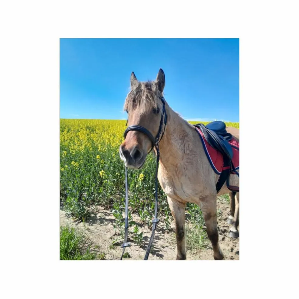 Sangle neoprene stubben 125cm