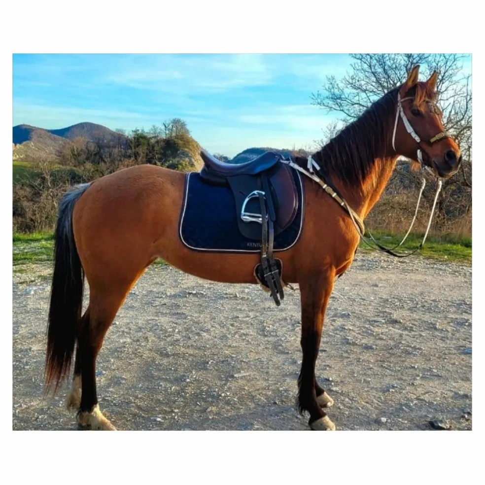 Selle Cavaletti dressage 17" cuir