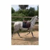 selle Darroze dressage