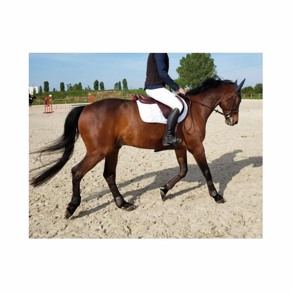Selle Devoucoux Biarritz S – 2019 – 18" / Quartiers 3A – Parfait État